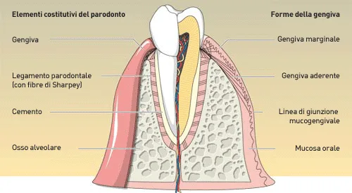 Illustrazione degli elementi costitutivi del parodonto: gengiva, legamento parodontale, cemento radicolare e osso alveolare